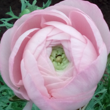 ELEGANCE RANUNCULUS var. rosa chiaro